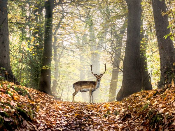 Jak polować na jelenie: Przewodnik dla początkujących do polowania